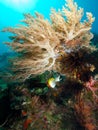 Philippine butterflyfish in soft coral Royalty Free Stock Photo