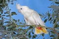 PHILIPPINE COCKATOO OR RED-VENTED COCKATOO cacatua haematuropygia, ADULT STANDING ON BRANCH