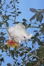 PHILIPPINE COCKATOO OR RED-VENTED COCKATOO cacatua haematuropygia, ADULT STANDING ON BRANCH