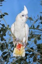 Philippine Cockatoo or Red-Vented Cockatoo, cacatua haematuropygia, Adult standing on Branch