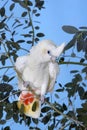 Philippine Cockatoo or Red-Vented Cockatoo, cacatua haematuropygia, Adult standing on Branch