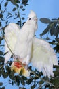 Philippine Cockatoo or Red-vented Cockatoo, cacatua haematuropygia, Adult standing on Branch with Opened Wings