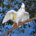 Philippine Cockatoo or Red-vented Cockatoo, cacatua haematuropygia, Adult standing on Branch with Opened Wings
