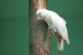 Philippine cockatoo