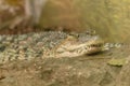 Philippine crocodile (Crocodylus mindorensis) Royalty Free Stock Photo