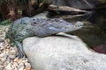 Philippine crocodile, Crocodylus mindorensis, is one of the most endangered species of crocodiles