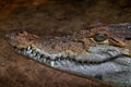 Philippine crocodile, Crocodylus mindorensis, relatively small species of freshwater crocodile. Detail muzzle portrait of reptile