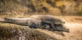 Philippine crocodile and his child on top of it