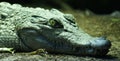 Philippine Crododile - Crocodylus mindorensis