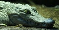 Philippine Crododile - Crocodylus mindorensis Royalty Free Stock Photo