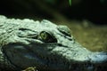 Philippine Crododile - Crocodylus mindorensis Royalty Free Stock Photo