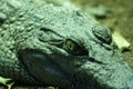 Philippine Crododile - Crocodylus mindorensis Royalty Free Stock Photo
