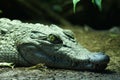 Philippine Crododile - Crocodylus mindorensis Royalty Free Stock Photo