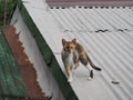 Philippine domestic cat standing on a house& x27;s roof