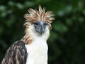 Philippine Eagle Royalty Free Stock Photo