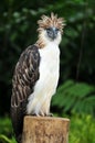 Philippine Eagle Royalty Free Stock Photo