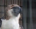 The Philippine Eagle also known as the Monkey-eating Eagle