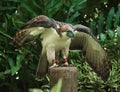 Philippine Eagle Spread Wings Royalty Free Stock Photo