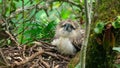 Philippine Eagle Chick sitting on tree