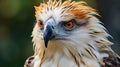 Philippine eagle close up. Philippine eagle rare bird. Photo Ai generated