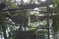 Philippine eagle