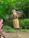 The Philippine Eagle Royalty Free Stock Photo