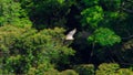 Philippine Eagle flying on Mindanao Island