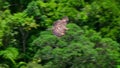 Philippine Eagle flying on Mindanao Island