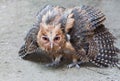 Philippine Eagle-Owl Royalty Free Stock Photo