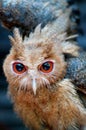 Philippine Eagle-Owl Royalty Free Stock Photo