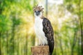 The Philippine eagle Pithecophaga jefferyi . most endangered bird species in the world.Philippine eagle Pithecophaga jefferyi