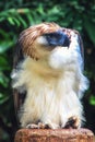 Philippine Eagle