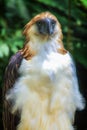 Philippine Eagle