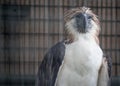 The Philippine eagle Pithecophaga jefferyi is one of the most endangered bird species in the world. It is believed that less