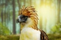 The Philippine eagle Pithecophaga jefferyi . most endangered bird species in the world.Philippine eagle Pithecophaga jefferyi