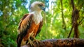 Philippine Eagle (Pithecophaga jefferyi) perched gracefully on a branch in the forest. Generative AI.