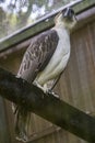 The Philippine eagle (Pithecophaga jefferyi)