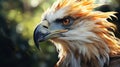 Philippine eagle save rare bird. Philippine eagle Illustration Ai generated Royalty Free Stock Photo