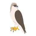 philippine eagle wild nature bird hunter predator carnivore strong animal and endangered species