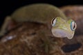 Philippine false gecko Pseudogekko compresicorpus Royalty Free Stock Photo