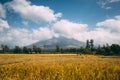 Philippine farmers field working, Volcano Mayon erupt smoke clouds. Cereal rice Filipino agriculture Royalty Free Stock Photo