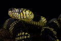 Philippine gold ringed snake Boiga dendrophila latifasciata