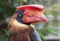 Philippine hornbill rufous hornbill bird portrait Royalty Free Stock Photo