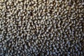 White Mongo beans background market