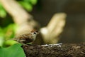 Philippine Maya Bird or Eurasian Tree Sparrow perching on tree branch