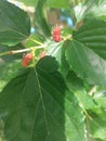 Philippine Mulberry, known locally as moras, amoras, or amingit, are a rising star in Philippine agriculture Royalty Free Stock Photo