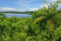 Philippine nature - mangroves