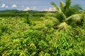 Philippine nature - mangroves