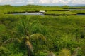 Philippine nature - mangroves