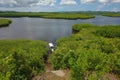 Philippine nature - mangroves